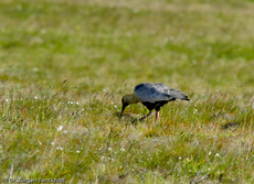 Schwarzzügelibis (4 von 15).jpg